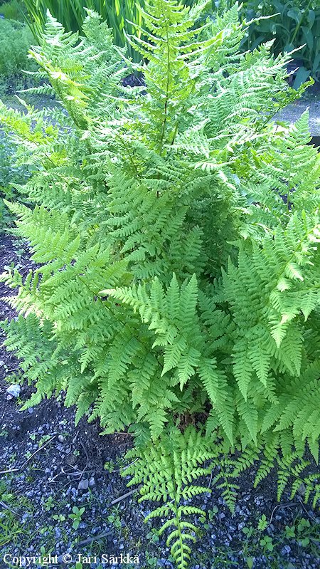 Dryopteris carthusiana